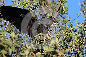 red-tailed black cockatoo (Calyptorhynchus banksii) Queensland ,Australia