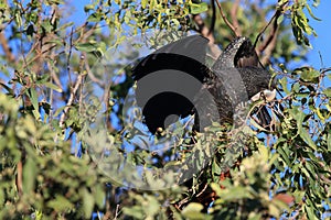 red-tailed black cockatoo (Calyptorhynchus banksii) Queensland ,Australia