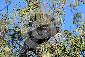 red-tailed black cockatoo (Calyptorhynchus banksii) Queensland ,Australia