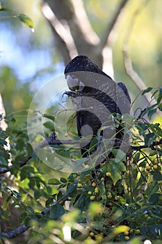 red-tailed black cockatoo (Calyptorhynchus banksii) Queensland ,Australia