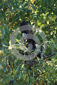 red-tailed black cockatoo (Calyptorhynchus banksii) Queensland ,Australia