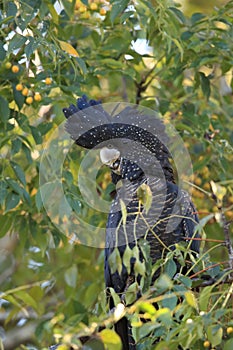 red-tailed black cockatoo (Calyptorhynchus banksii) Queensland ,Australia