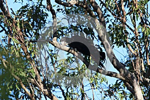 red-tailed black cockatoo (Calyptorhynchus banksii) Queensland ,Australia