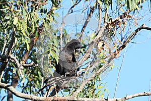 red-tailed black cockatoo (Calyptorhynchus banksii) Queensland ,Australia