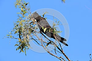 red-tailed black cockatoo (Calyptorhynchus banksii) Queensland ,Australia