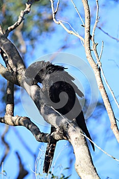 red-tailed black cockatoo (Calyptorhynchus banksii) Queensland ,Australia