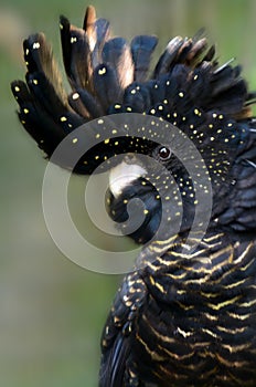 Red-tailed Black Cockatoo photo