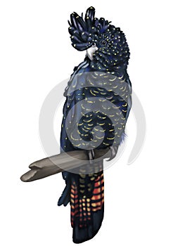 Red-tailed black cockatoo. Female parrot. watercolor illustration. Realistic bird