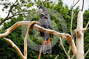 Red tailed Black Cockatoo getting ready for the camera