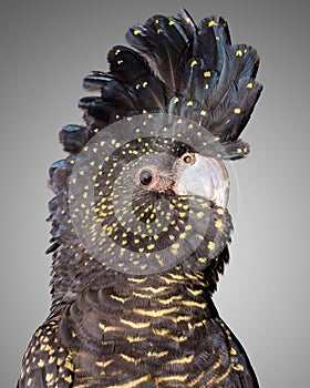 Red tailed black cockatoo