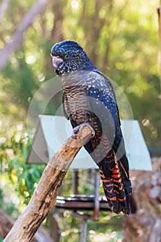 Red-tailed black cockatoo portrait, taken in the zoo.