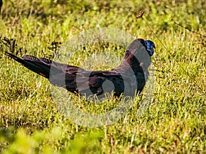 Red-tailed Black Cockatoo in Queensland Australia