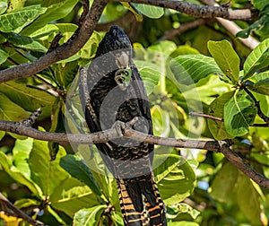 Red-tailed black cockatoo photo