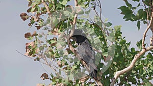 red-tailed black cockatoo in a tree at pine creek