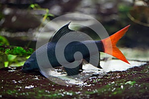 Red-tailed black shark Epalzeorhynchos bicolor