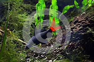 Red-tailed black shark (Epalzeorhynchos bicolor)