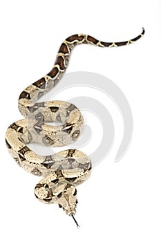 Red-tailed Boa (B. c. constrictor)