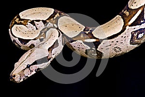 Red-tailed boa, Boa constrictor imperator