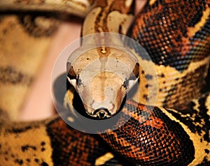 Red Tailed Boa Constrictor 2