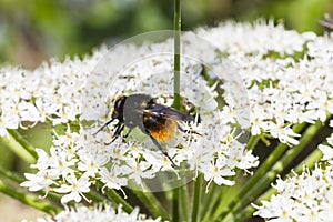 Red-Tailed-Bumble-Bee. (Bombus lapidarius)