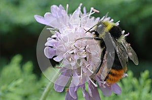 Red tailed bumble bee (Bombus lapidarius) photo