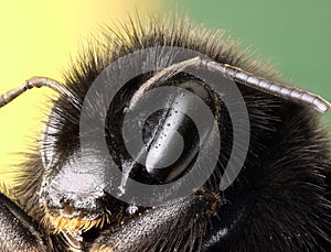 Red Tailed Bumble Bee macro profile