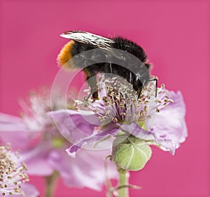 Red-tailed bumblebee, Bombus lapidarius