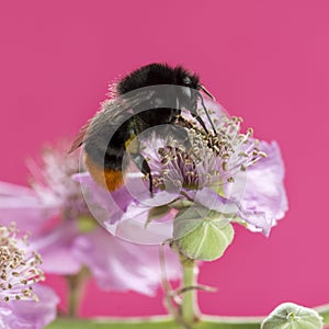 Red-tailed bumblebee, Bombus lapidarius