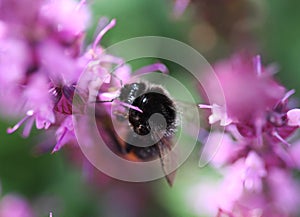 Red tailed bumblebee