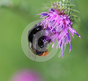 Red tailed bumblebee