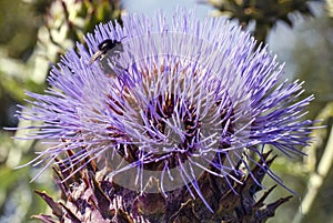 Red tailed Bumblebee feeding on a Cardoon Flower photo