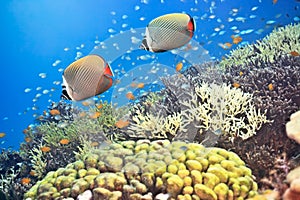 Red-tailed Butterflyfishes photo