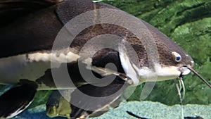 Red-tailed catfish (lat.Phractocephalus hemioliopterus) with long whiskers swims against the background of the seabed.