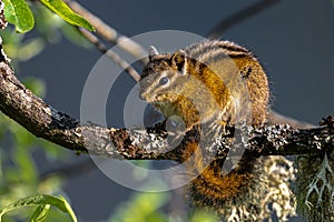 Red-tailed Chipmunk on a Tree photo