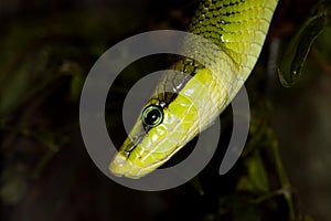 RED-TAILED GREEN RAT SNAKE gonyosoma oxycephala, HEAD OF ADULT