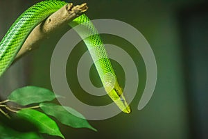 Red Tailed Green Rat Snake (Gonyosoma oxycephalum) on the branch