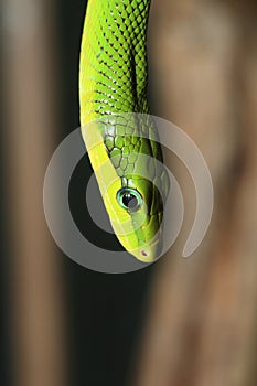 red tailed green ratsnake