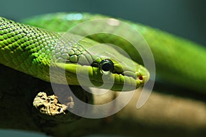 Red tailed green ratsnake