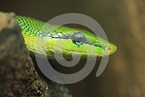 Red-tailed green ratsnake