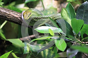 Red-tailed green ratsnake