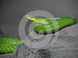 Red-Tailed Green Ratsnake Coiled on The Rock