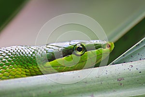 Red Tailed Green Ratsnake