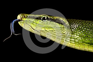 Red-tailed Green Ratsnake (Gonyosoma oxycephalum) photo