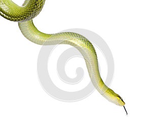 Red-tailed Green Ratsnake - Gonyosoma oxycephalum