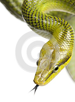Red-tailed Green Ratsnake - Gonyosoma oxycephalum