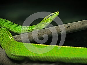 Red-Tailed Green Ratsnake on Nature Background