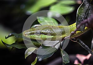 Red-tailed green ratsnake`s head 1