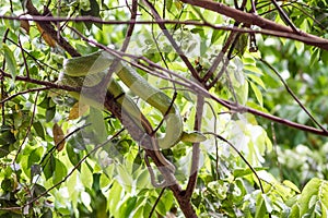 Red-tailed Green Ratsnake