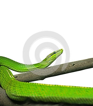 Red-Tailed Green Ratsnake on White Background, Clipping Path