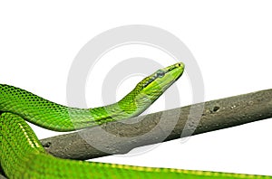 Red-Tailed Green Ratsnake on White Background with Clipping Path